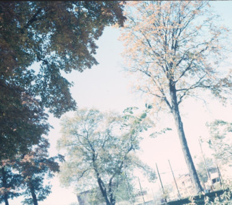 Trees on set of The Learning Tree in Fort Scott, Kansas.