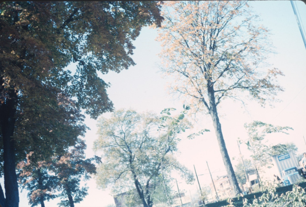 Trees on set of The Learning Tree in Fort Scott, Kansas.